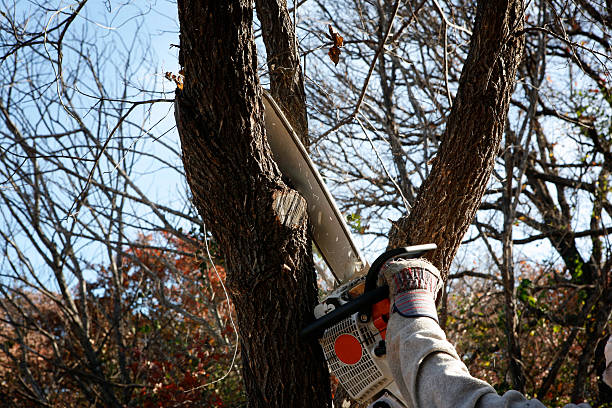 How Our Tree Care Process Works  in  Flippin, AR